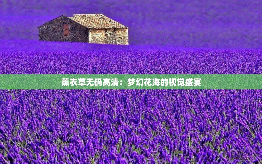 薰衣草无码高清：梦幻花海的视觉盛宴