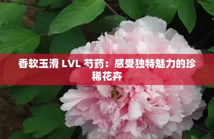 香软玉滑 LVL 芍药：感受独特魅力的珍稀花卉