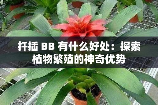 扦插 BB 有什么好处：探索植物繁殖的神奇优势