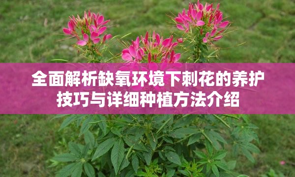 全面解析缺氧环境下刺花的养护技巧与详细种植方法介绍