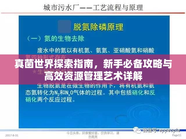 真菌世界探索指南，新手必备攻略与高效资源管理艺术详解