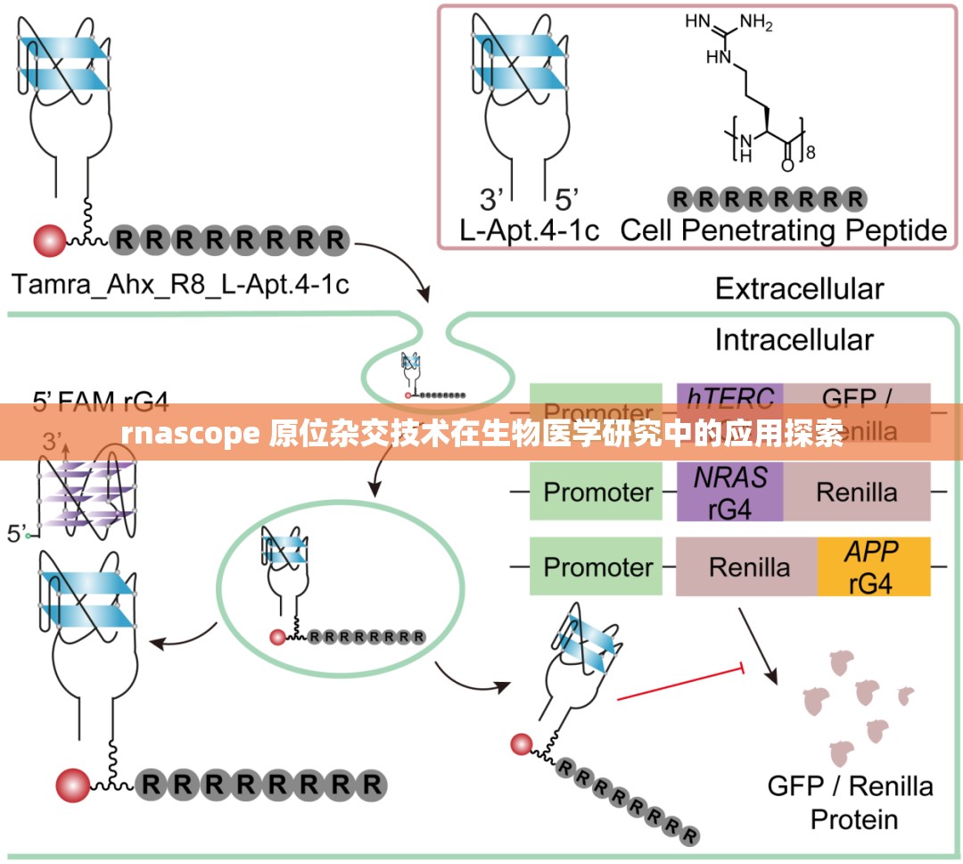 rnascope 原位杂交技术在生物医学研究中的应用探索