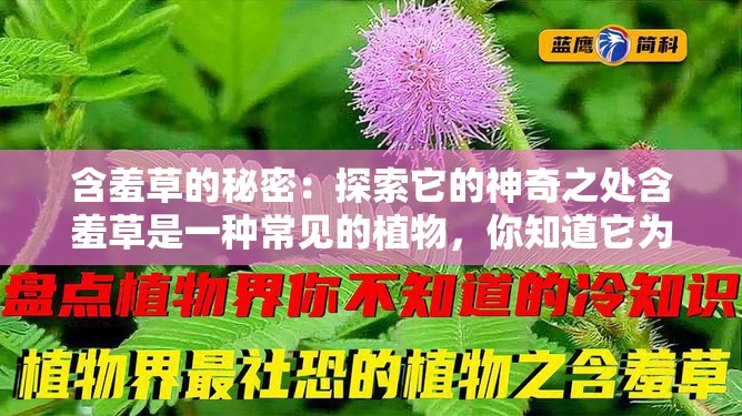 含羞草的秘密：探索它的神奇之处含羞草是一种常见的植物，你知道它为什么会害羞吗？让我们一起揭开含羞草的神秘面纱，探索它的神奇之处吧含羞草为什么会害羞？含羞草的叶子为什么会合拢？含羞草的害羞是一种保护机制吗？