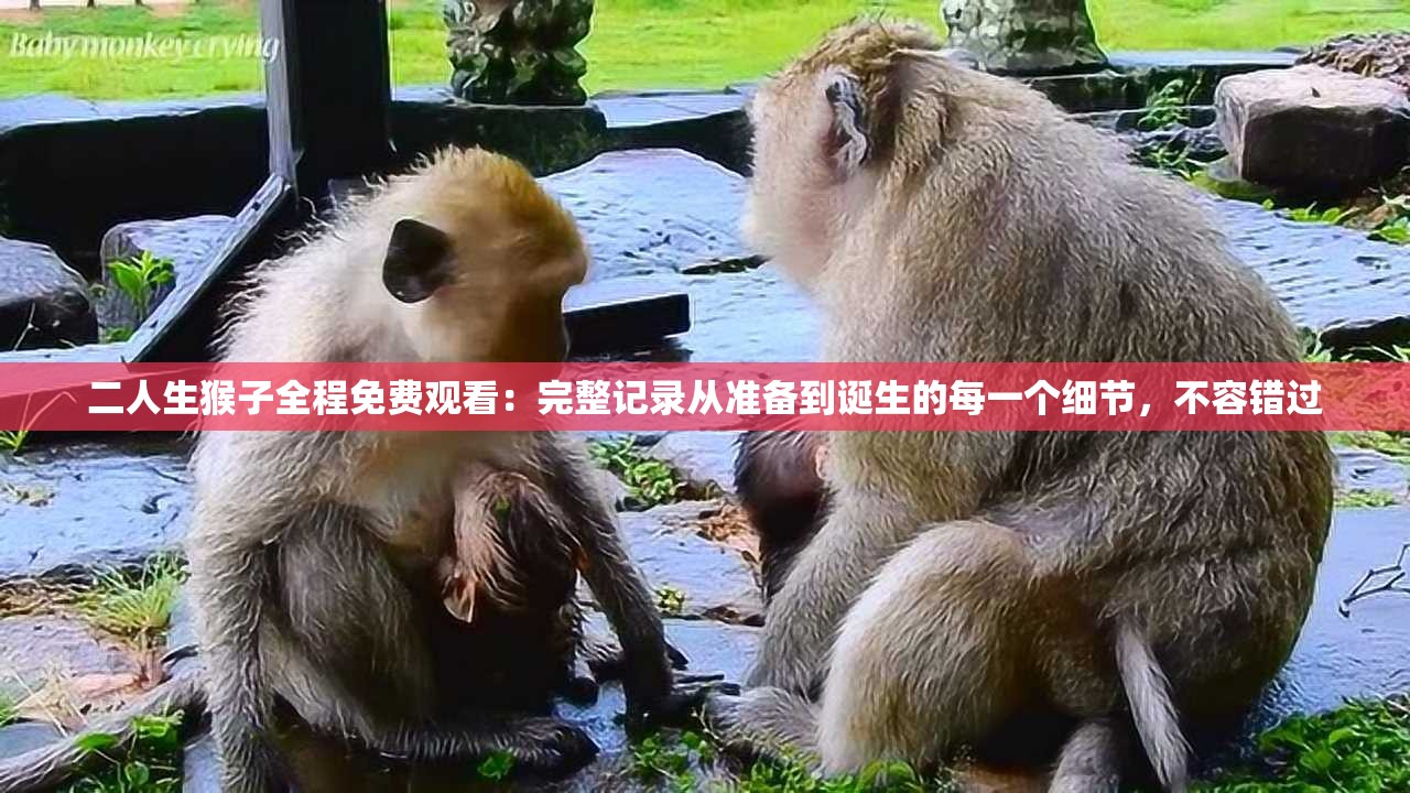 二人生猴子全程免费观看：完整记录从准备到诞生的每一个细节，不容错过