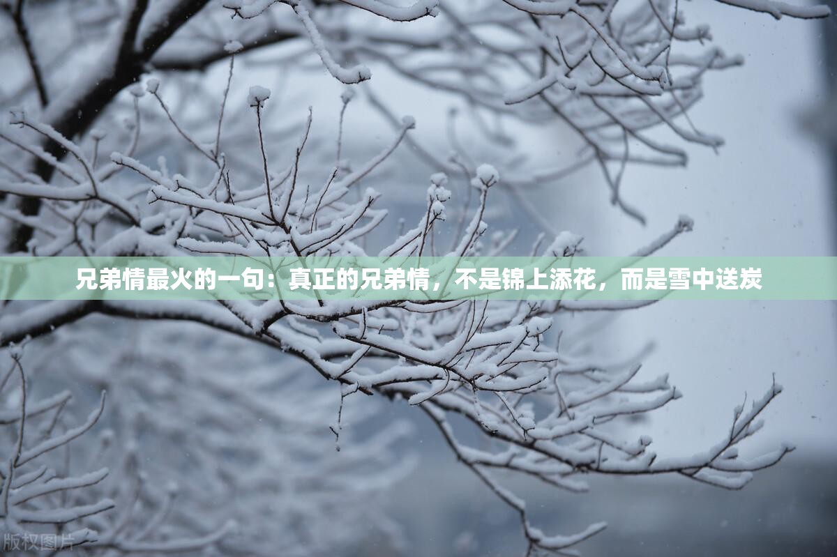 兄弟情最火的一句：真正的兄弟情，不是锦上添花，而是雪中送炭